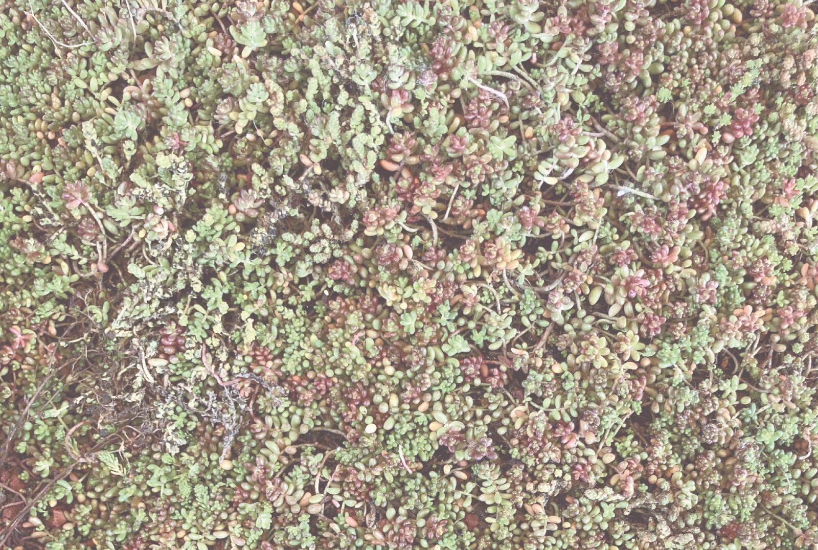 SEDUM
